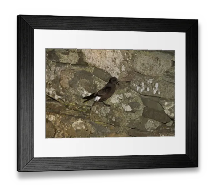 Framed Print : European european storm petrel (Hydrobates pelagicus) adult Framed Print : European european storm petrel (Hydrobates pelagicus) adult
