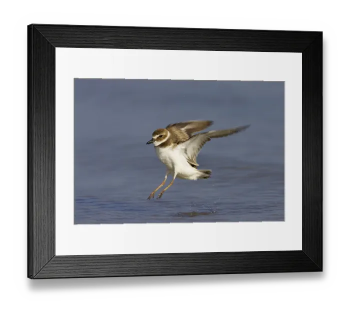 Framed Print : Wilson's Plover (Charadrius wilsonia) adult