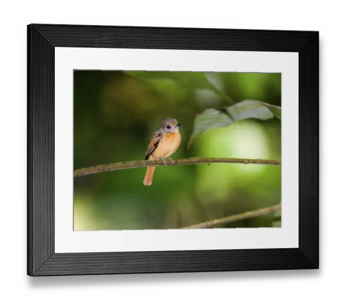 Framed Print : Red-tailed Flycatcher, animals