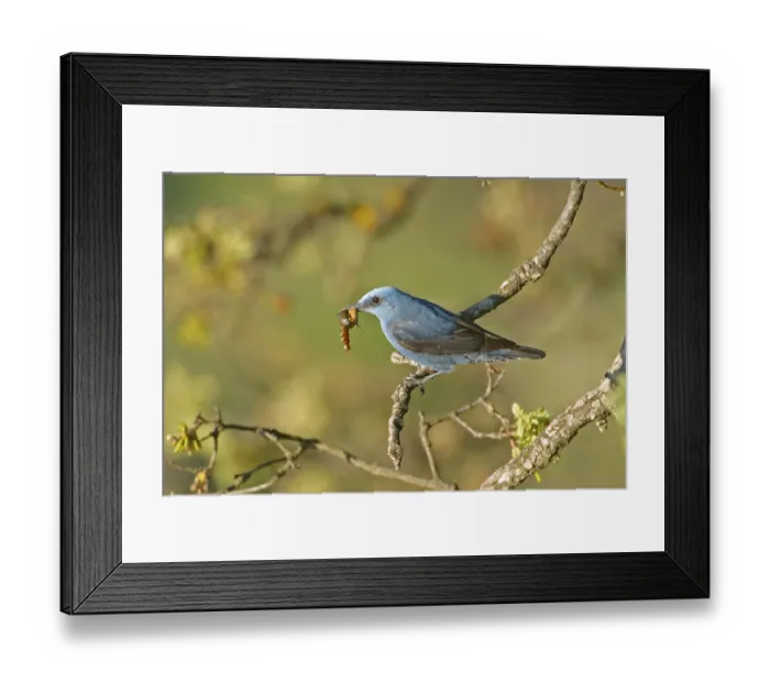 Framed Print : Blue rock thrush (Monticola solitarius) male carrying food to the nest