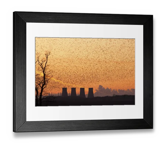 Framed Print : Common common starling (Sturnus vulgaris) huge flock gathering to roost at sunset