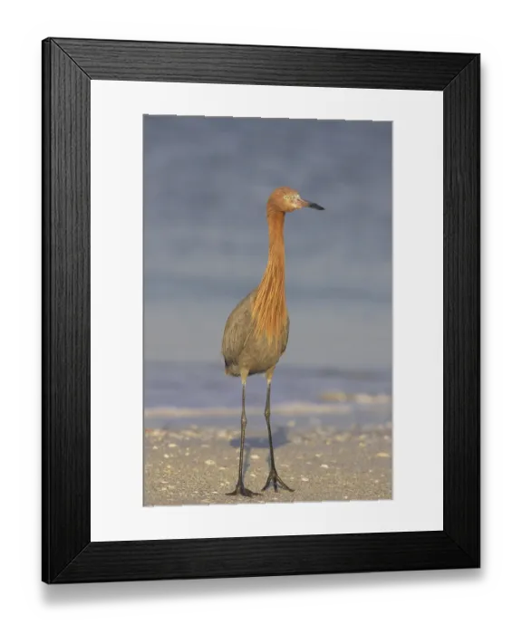Framed Print : Reddish egret (Egretta rufescens) adult Framed Print : Reddish egret (Egretta rufescens) adult
