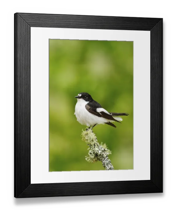 Framed Print : European pied flycatcher (Ficedula hypoleuca)