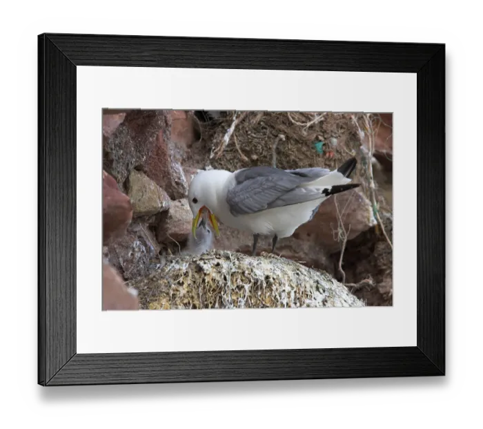Framed Print : Larus tridactylus, Kittiwake, kittiwakes (Rissa tridactyla) Framed Print : Larus tridactylus, Kittiwake, kittiwakes (Rissa tridactyla)