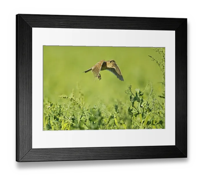 Framed Print : Skylark (Alauda arvensis) adult