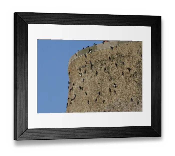 Framed Print : House Martin (Delichon urbica) autumnal gathering on Martello Tower Framed Print : House Martin (Delichon urbica) autumnal gathering on Martello Tower