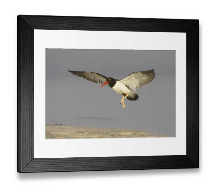Framed Print : American oystercatcher (Haematopus palliatus) adult
