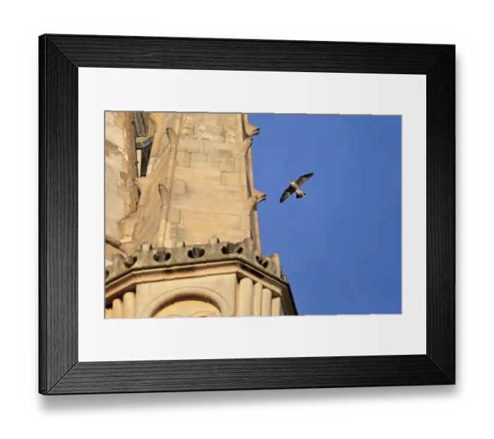 Framed Print : Peregrine Falcon (Falco peregrinus) adult