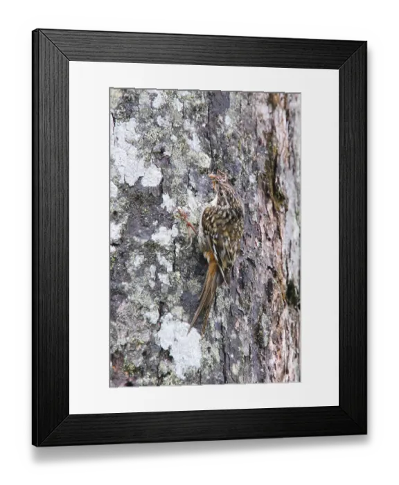 Framed Print : Sichuan Treecreeper, Sichuan Treecreeper Framed Print : Sichuan Treecreeper, Sichuan Treecreeper