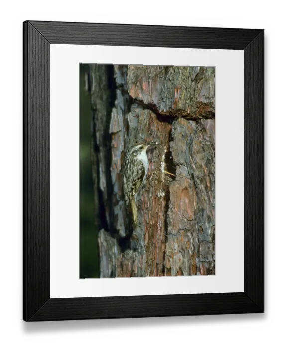 Framed Print : Short-toed treecreeper (Certhia brachydactyla)