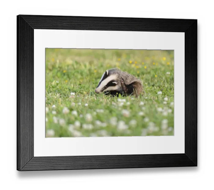 Framed Print : Eurasian Badger (Meles meles) cub Framed Print : Eurasian Badger (Meles meles) cub