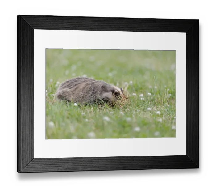 Framed Print : Eurasian Badger (Meles meles) cub Framed Print : Eurasian Badger (Meles meles) cub