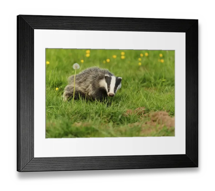 Framed Print : Eurasian Badger (Meles meles) cub