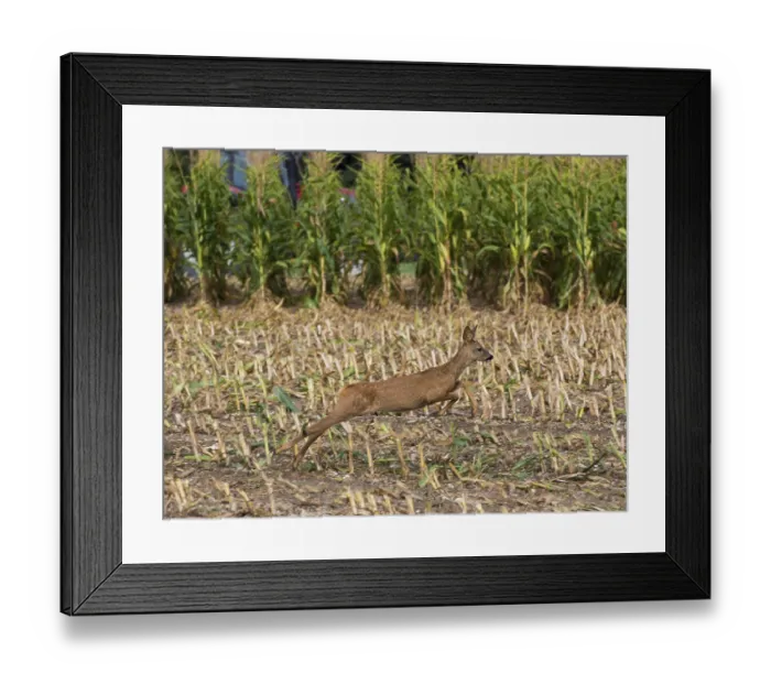 Framed Print : Western european roe deer (Capreolus capreolus) immature Framed Print : Western european roe deer (Capreolus capreolus) immature