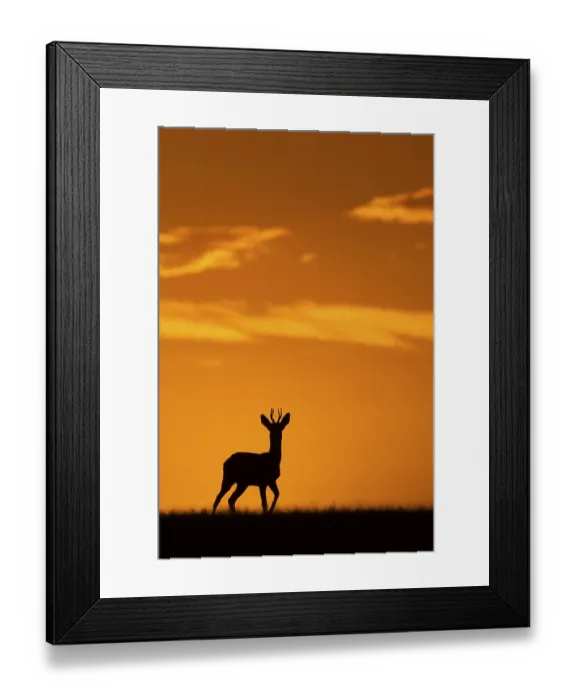 Framed Print : Western Roe european roe deer (Capreolus capreolus) buck Framed Print : Western Roe european roe deer (Capreolus capreolus) buck