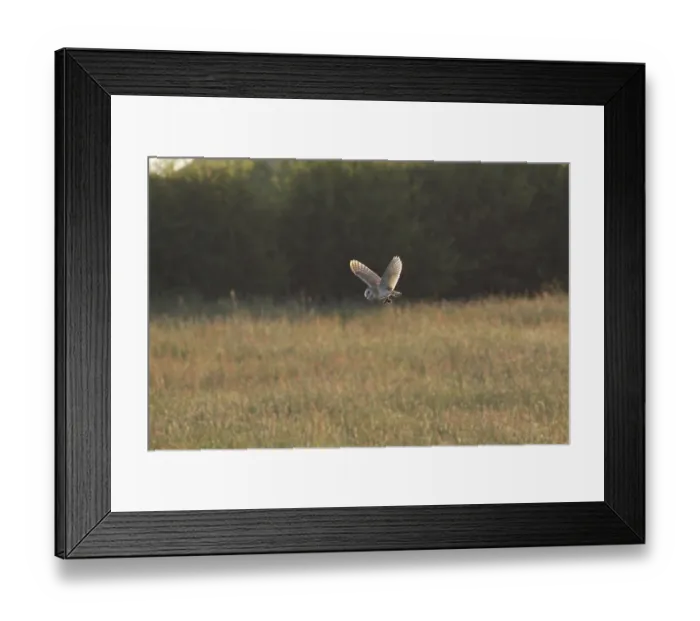 Framed Print : Common barn owl (Tyto alba) adult Framed Print : Common barn owl (Tyto alba) adult