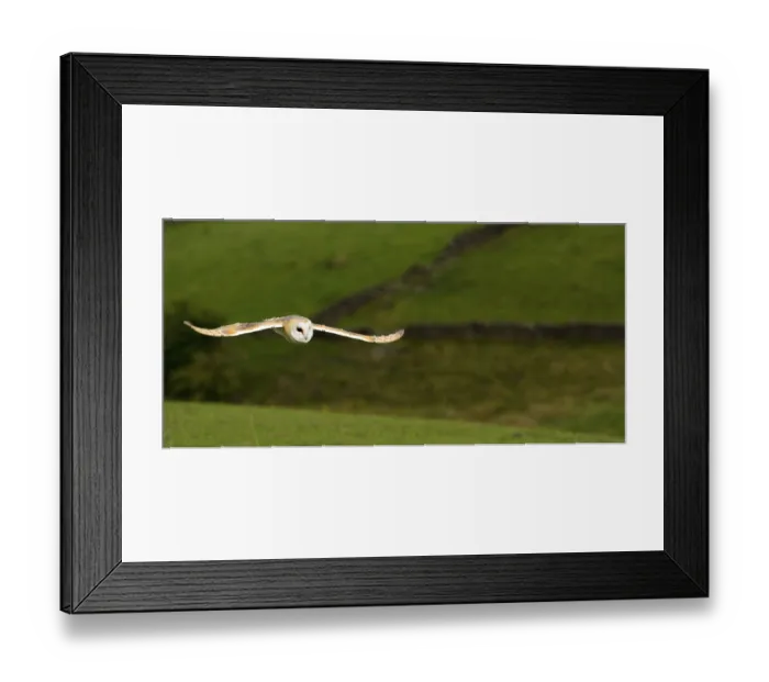 Framed Print : Barn Owl, common barn owls (Tyto alba)