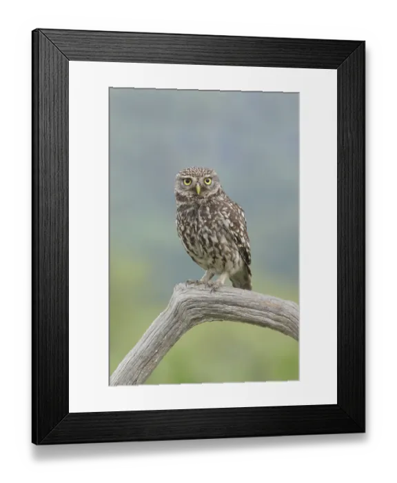 Framed Print : Little Owl (Athene noctua) adult