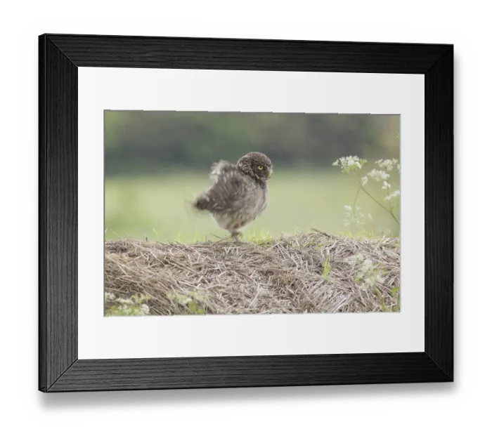 Framed Print : Little Owl (Athene noctua) adult