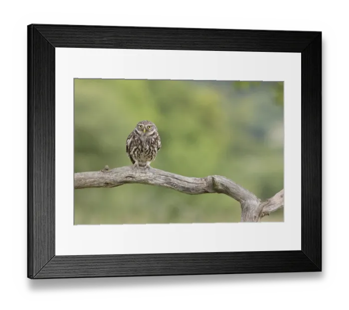 Framed Print : Little Owl (Athene noctua) adult