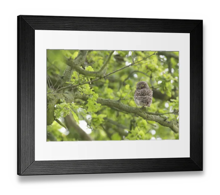 Framed Print : Little Owl (Athene noctua) adult Framed Print : Little Owl (Athene noctua) adult