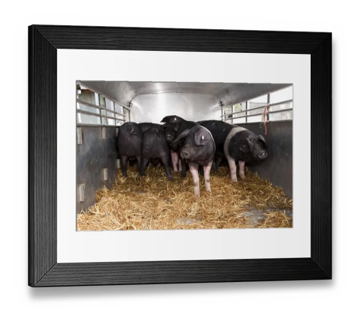 Framed Print : Domestic pig, British Saddleback piglet