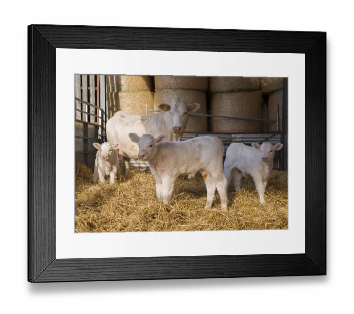 Framed Print : Domestic cattle, Charolais cow and calves
