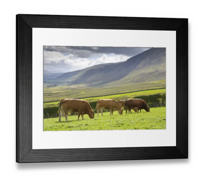 Framed Print : Domestic Cattle, Limousin bull and cows