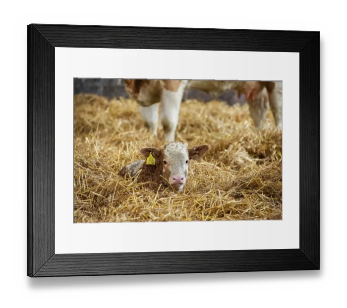 Framed Print : Domestic Cattle, Simmental calf Framed Print : Domestic Cattle, Simmental calf