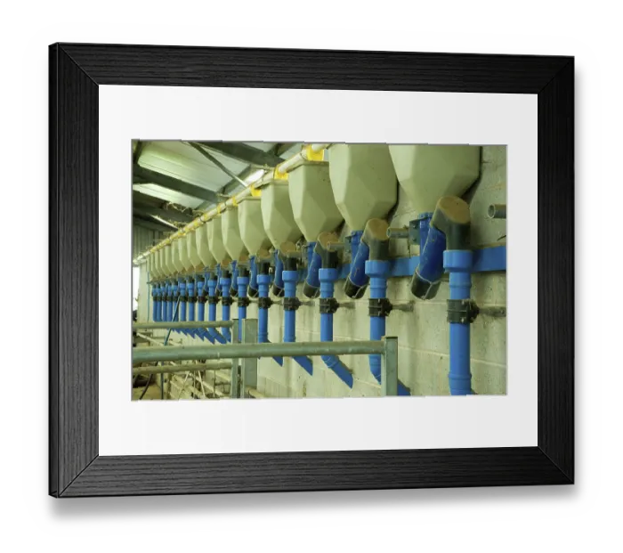 Framed Print : Dairy farming, milking parlour feeders