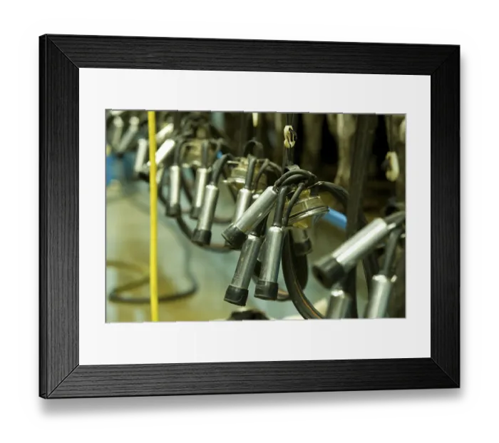 Framed Print : Dairy farming, Milking clusters in milking parlour