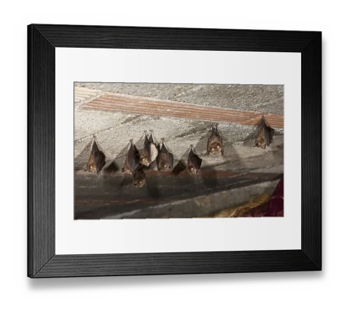 Framed Print : Lesser horseshoe bat (Rhinolophus hipposideros)
