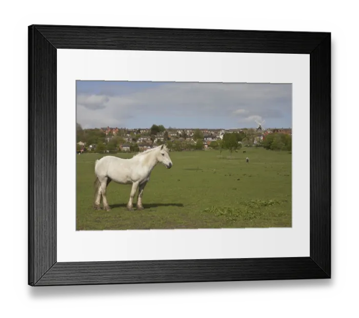 Framed Print : Horse, ponies grazing on pasture at edge of town