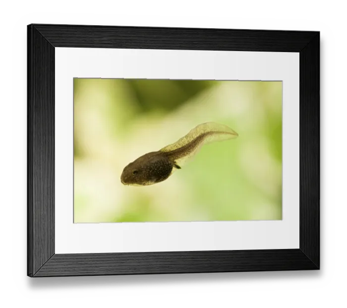 Framed Print : Common common frog (Rana temporaria) Framed Print : Common common frog (Rana temporaria)