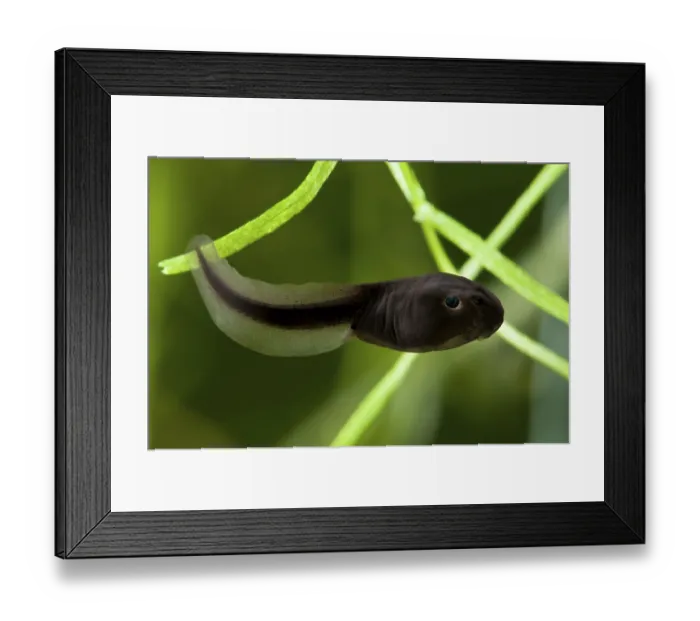 Framed Print : Common common toad (Bufo bufo) tadpole