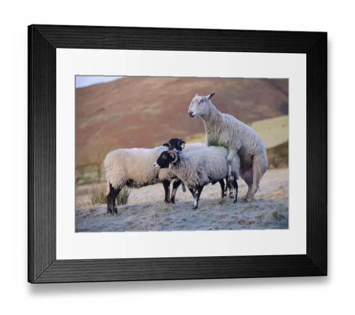 Framed Print : Domestic Sheep, Blue-faced Leicester ram
