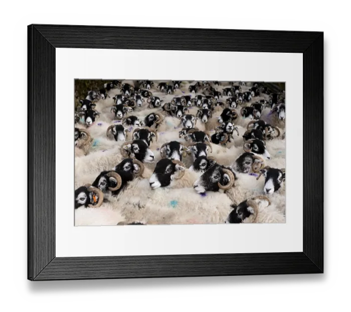 Framed Print : Domestic Sheep, Swaledale, ewes
