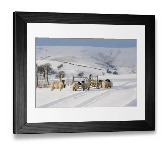 Framed Print : Domestic ewes, ewes and Scottish black-headed ewes