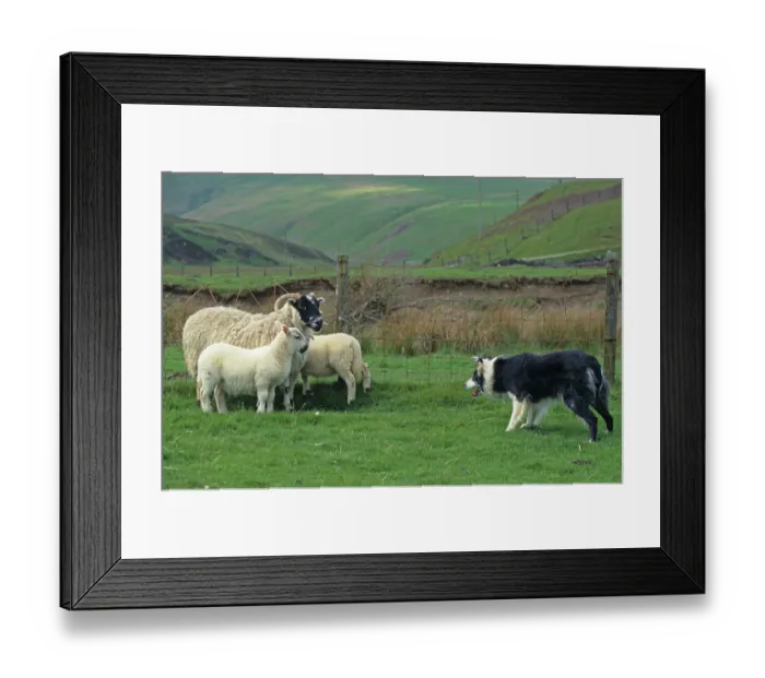 Framed Print : Sheep farming, Border Collie with Scottish Blackface ewe and lambs Framed Print : Sheep farming, Border Collie with Scottish Blackface ewe and lambs