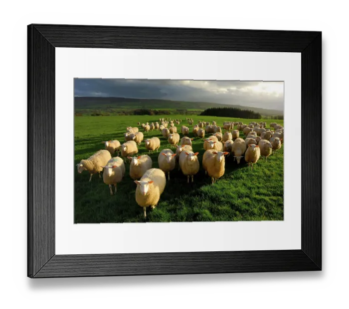 Framed Print : Domestic Sheep, Milk Sheep ewes