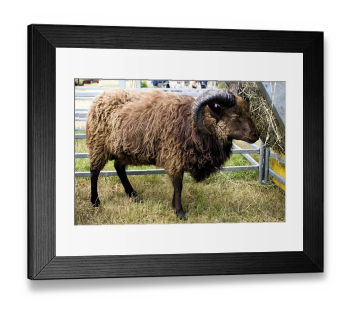 Framed Print : Domestic Sheep, North Ronaldsay adult