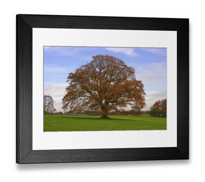 Framed Print : Common english oak (Quercus robur) Framed Print : Common english oak (Quercus robur)