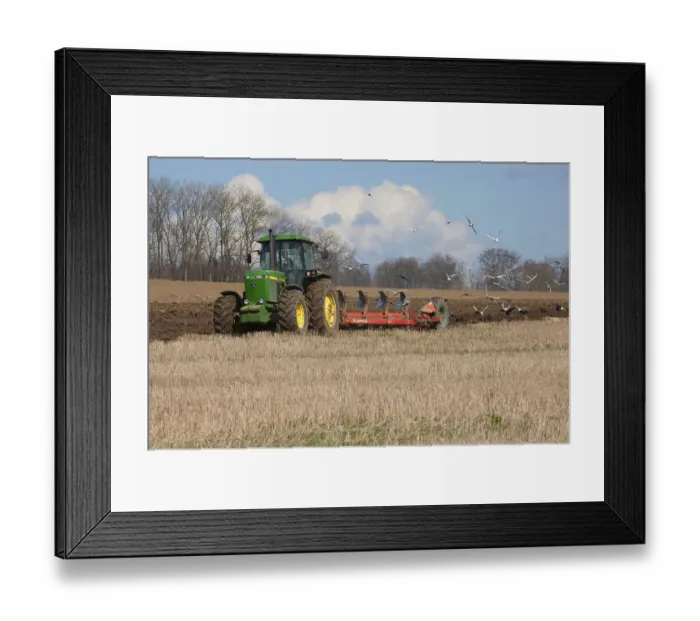 Framed Print : John Deere 4255 tractor pulling Kverneland plough followed by Black-headed Gull and rook flock