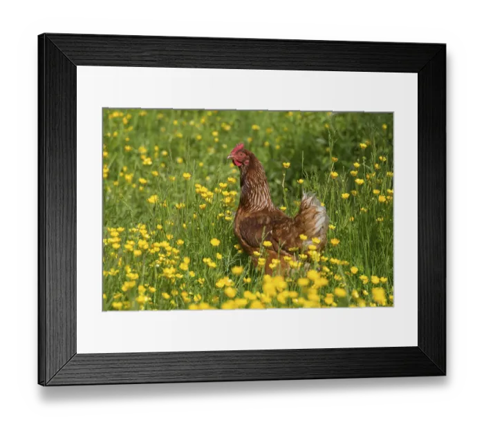 Framed Print : Domestic Chicken, freerange hen