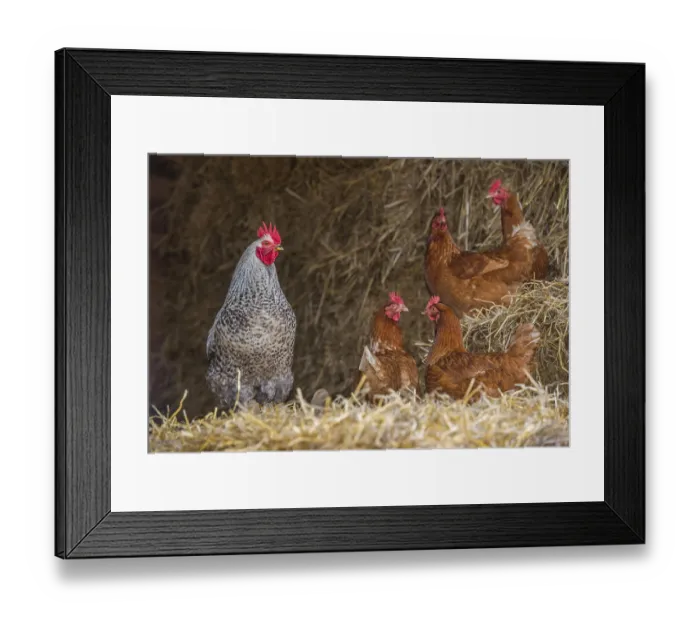 Framed Print : Domestic fowl, crossbred cock and hens