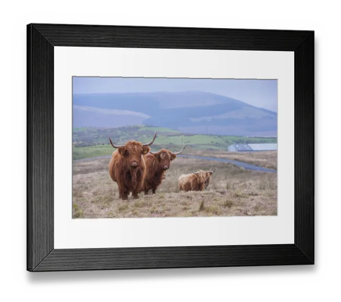Framed Print : Domestic Cattle, Highland cows