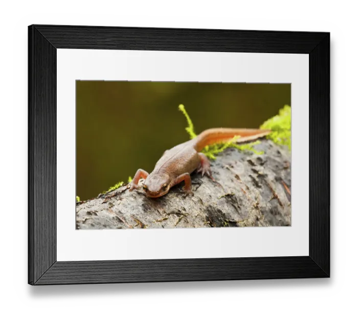 Framed Print : Newt, newts Striped newt, newts