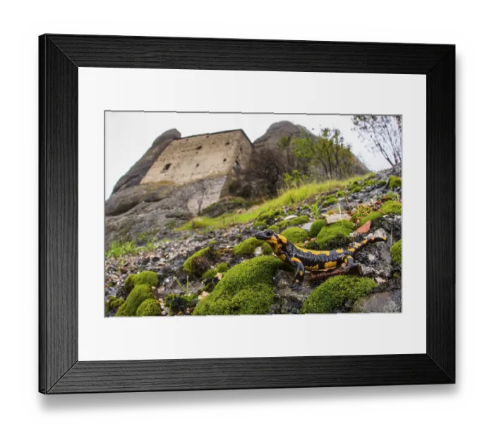 Framed Print : Fire salamander (Salamandra salamandra) Framed Print : Fire salamander (Salamandra salamandra)