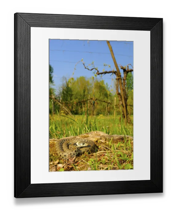 Framed Print : Grass snake, grass snakes (Natrix natrix)