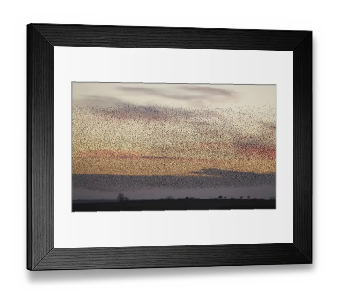 Framed Print : Common Starling (Sturnus vulgaris) flock